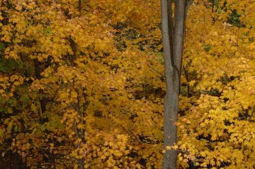 A vibrant display of autumn foliage with bright yellow leaves surrounding a tall tree trunk.