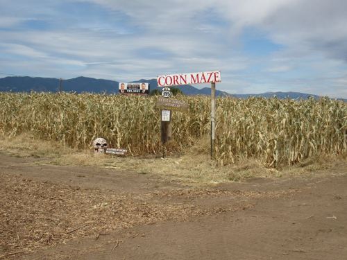 A corn maze entrance with a sign, surrounded by tall corn plants and mountains in the background under a cloudy sky.