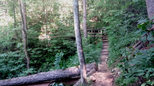 A wooded trail with a log on the ground and steps leading up through lush greenery.