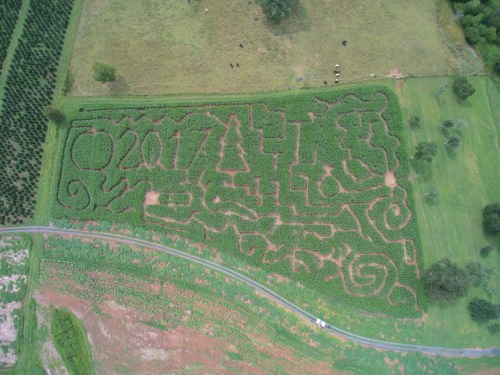 Aerial view of a corn maze featuring the year "2017" and various abstract patterns in a green field.