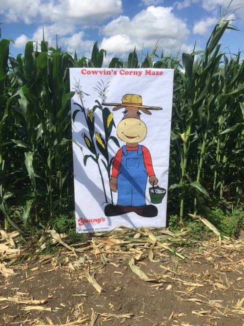 A cheerful cartoon cow in overalls stands next to a corn maze sign, with corn plants and a blue sky in the background.