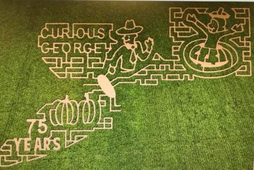 A corn maze design featuring Curious George, pumpkins, and the text "75 Years."