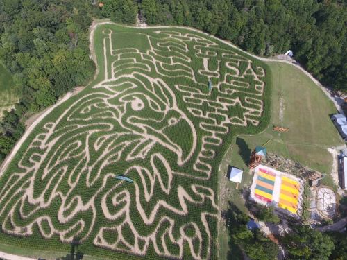 Aerial view of a corn maze shaped like an eagle with "USA" and stars, surrounded by trees and a colorful tent.