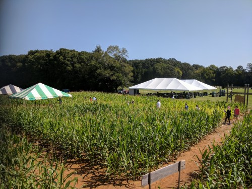 A view of a cornfield with a large white tent and people gathered under it on a sunny day.