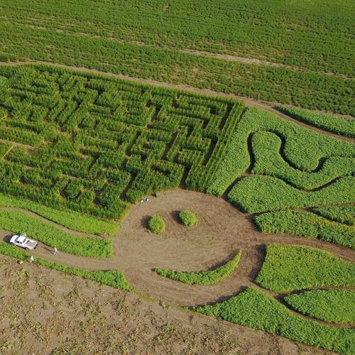 Aerial view of a corn maze shaped like a smiley face, surrounded by green fields and pathways.