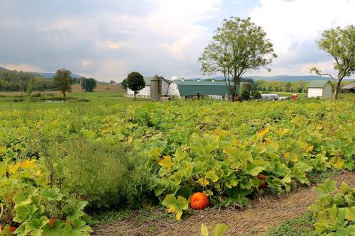 A pumpkin patch with vibrant green vines and a farmhouse in the background under a cloudy sky.