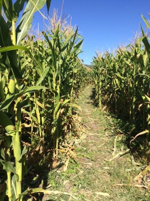 A narrow path through tall corn plants under a clear blue sky.