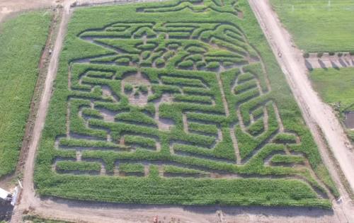 Aerial view of a large corn maze with intricate patterns and pathways carved into green fields.