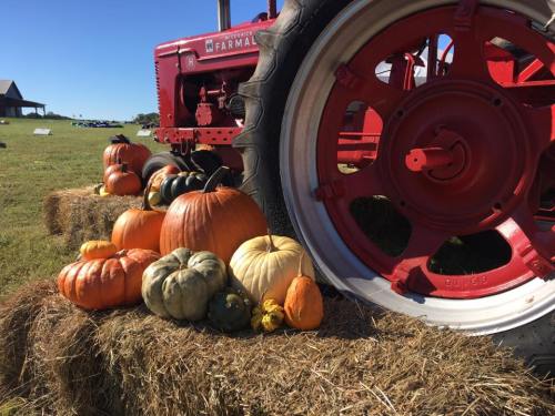 A red tractor beside a hay bale, surrounded by various pumpkins and gourds in a sunny field.