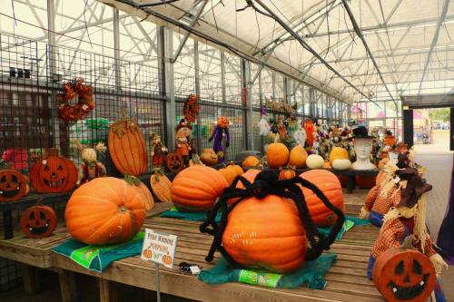 A festive display of pumpkins, including large ones and a spider decoration, in a greenhouse decorated for Halloween.