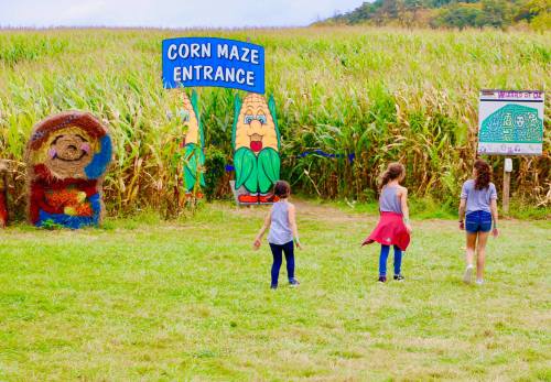 Three children walking towards a corn maze entrance, surrounded by tall corn stalks and colorful decorations.