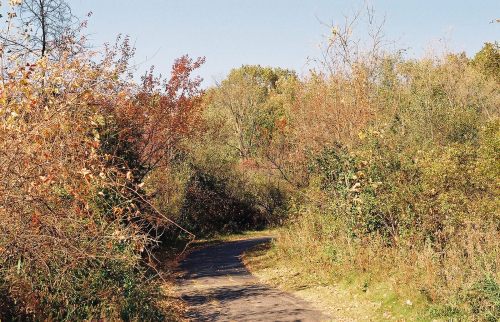 A winding path through a colorful autumn landscape with trees and shrubs.