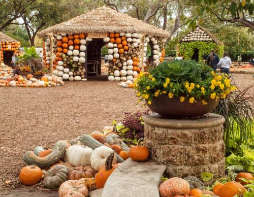 A pumpkin display featuring colorful pumpkins and gourds arranged in a rustic setting with a thatched roof structure.