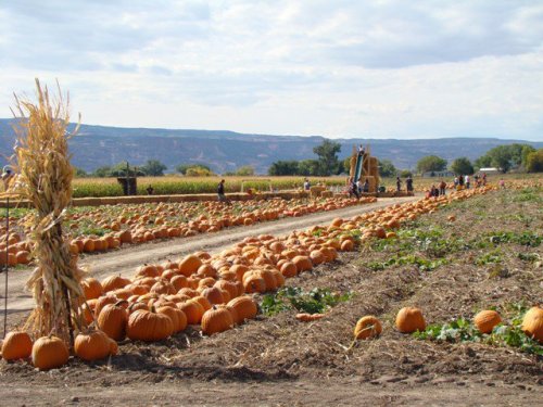A pumpkin patch with rows of orange pumpkins along a dirt path, surrounded by fields and a cloudy sky.