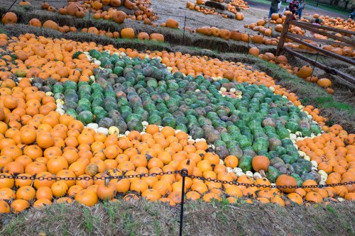 A colorful arrangement of pumpkins and gourds in various shapes and sizes, set in a grassy field.