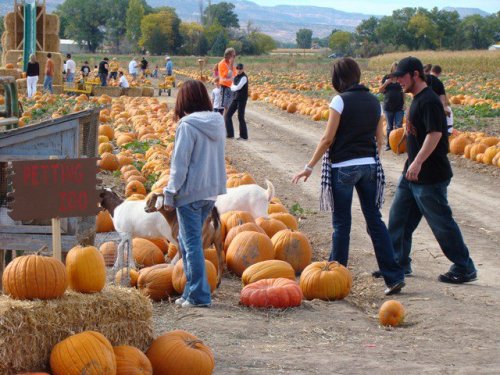 People walking among pumpkins in a field, with goats nearby and a sign indicating petting area.