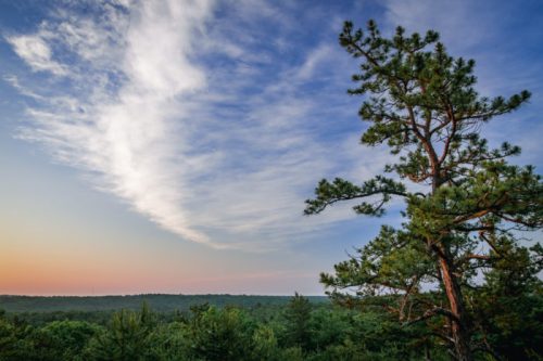 A scenic view of a forest at sunset, featuring a tall pine tree and wispy clouds in a blue sky.