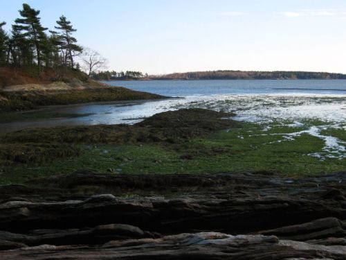 A serene coastal scene with rocky shorelines, green seaweed, and calm waters under a clear sky.