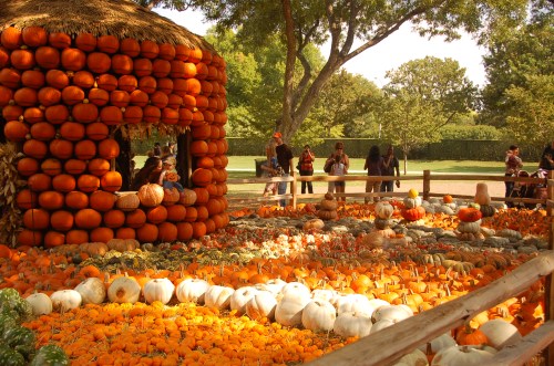 A colorful pumpkin display with a pumpkin-shaped structure and visitors enjoying the autumn scenery.
