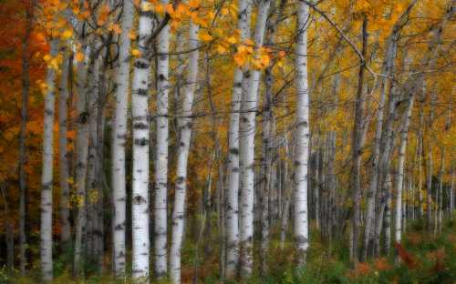 A serene forest of white birch trees with vibrant autumn leaves in shades of orange and yellow.