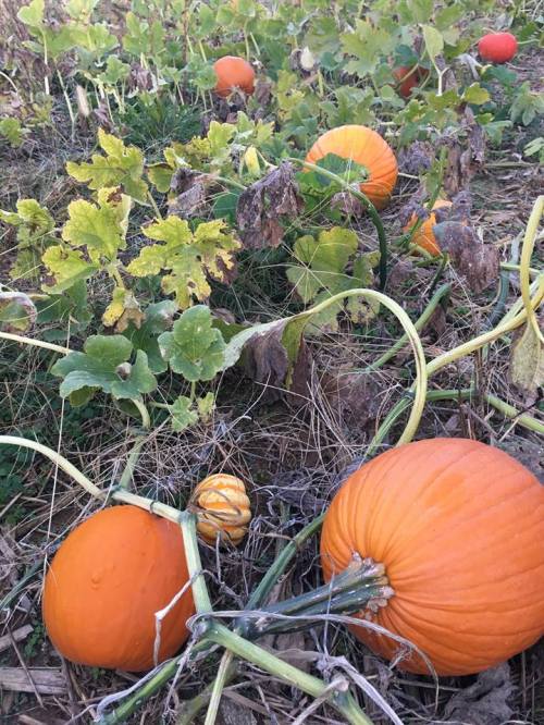 A patch of orange pumpkins growing among green leaves and vines in a field.