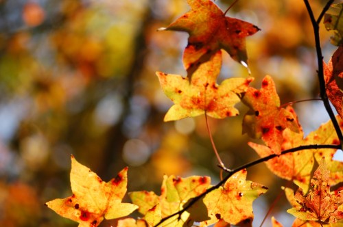 Close-up of vibrant autumn leaves in shades of orange and yellow, softly blurred background.