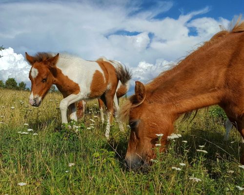 Two ponies graze in a grassy field under a blue sky with fluffy clouds, surrounded by wildflowers.