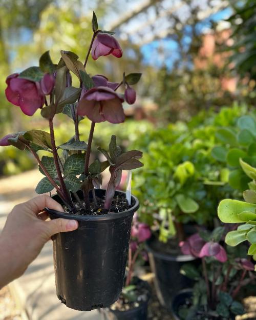 A hand holds a potted plant with purple flowers, surrounded by other green plants in a garden setting.