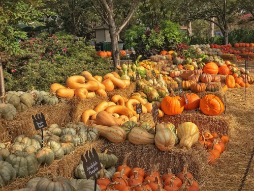 A vibrant display of various pumpkins and gourds arranged on hay bales in a sunny outdoor setting.