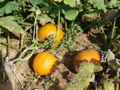 Three orange pumpkins growing on vines in a garden, surrounded by green leaves and soil.