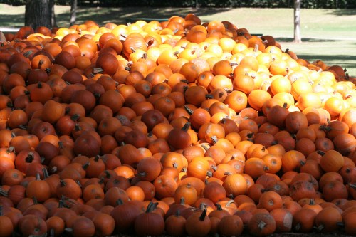 A large pile of bright orange pumpkins in a sunny outdoor setting.