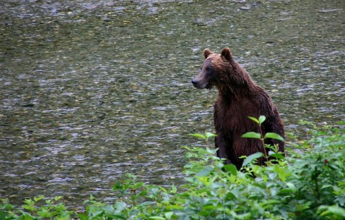 A brown bear stands near the edge of a river, surrounded by lush green foliage.