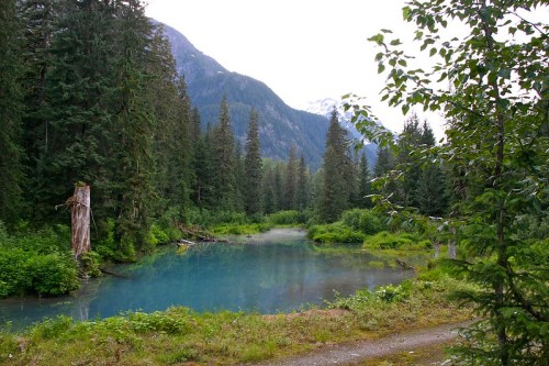 A serene forest scene featuring a calm blue pond surrounded by lush greenery and tall trees, with mountains in the background.