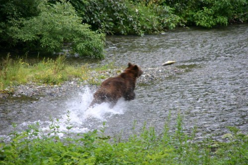 A brown bear splashes through a river, chasing after fish amidst lush greenery.