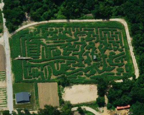 Aerial view of a large corn maze with intricate pathways surrounded by greenery.