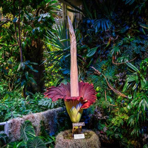 A large, striking flower with a tall spike and deep red petals, surrounded by lush green foliage in a botanical setting.