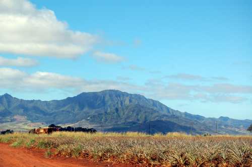 A scenic view of a pineapple field with mountains and a clear blue sky in the background.