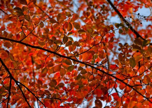 Vibrant orange and red leaves against a bright sky, showcasing the beauty of autumn foliage.