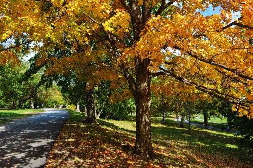 A tree with vibrant yellow leaves beside a winding path in a park during autumn.