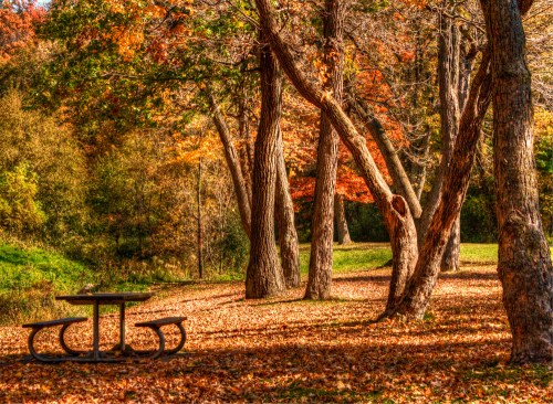 A serene park scene with a picnic table surrounded by trees and colorful autumn leaves on the ground.