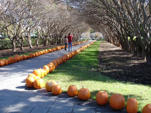 A pathway lined with orange pumpkins under trees, with two people walking in the distance.