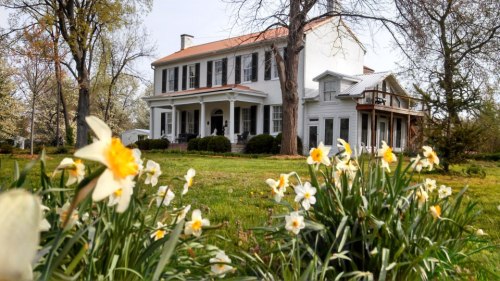 A charming white house with a red roof, surrounded by blooming daffodils and lush greenery.