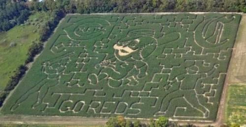 Aerial view of a corn maze featuring playful designs, including a character and sports figures, surrounded by greenery.