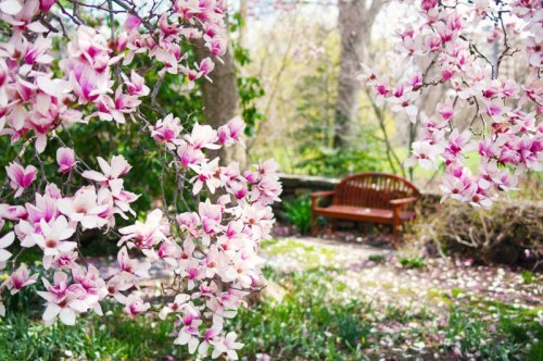A serene garden scene with blooming pink magnolia flowers and a wooden bench in the background.