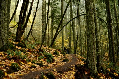 A winding trail through a dense forest with tall trees and fallen leaves, two hikers visible in the distance.