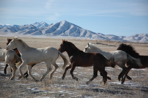 A group of horses galloping across a snowy landscape with mountains in the background.