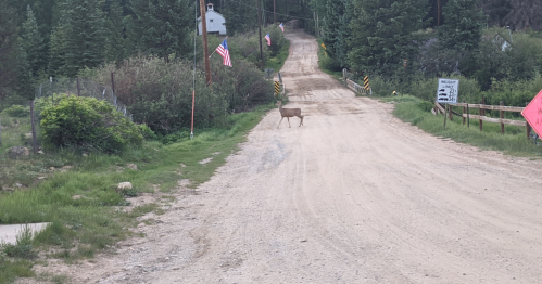 A deer crosses a dirt road lined with trees and American flags, leading to a rural area.