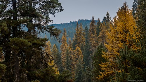 A forest scene featuring tall trees with autumn foliage, set against a backdrop of distant mountains.