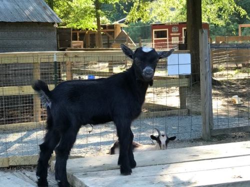 A small black goat stands on a wooden platform, with a barn and other goats in the background.