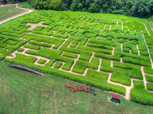 Aerial view of a large green maze with a group of people in red shirts gathered at the entrance.